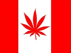 Kanada: Marc i Jodie Emery zatrzymani z powodu handlu marihuaną, haszysz.info