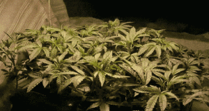 15 Śmiesznych Gifów z Marihuaną, haszysz.info