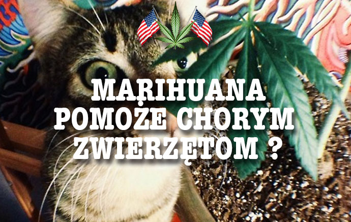 Marihuana Pomoże Chorym Zwierzętom?, haszysz.info