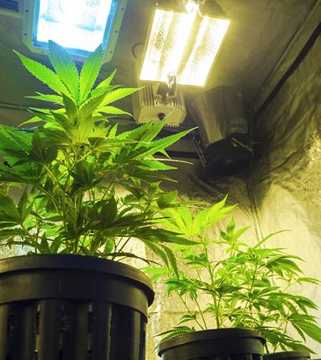 Środowisko roślin marihuany: Światło, wilgotność, nawadnianie, haszysz.info