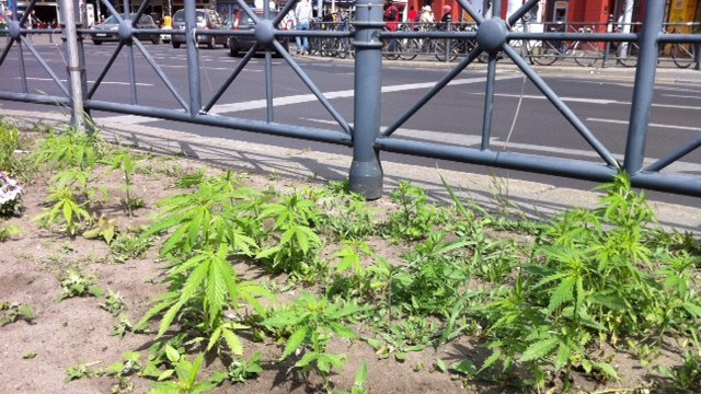 Setki roślin cannabisu znalezione w dzielnicy Berlina Kreuzberg, haszysz.info