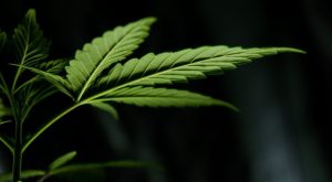 Cannabis jako poważne zagrożenie dla przemysłu alkoholowego i tytoniowego, haszysz.info