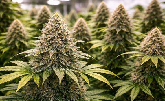 Automatyczne odmiany konopi